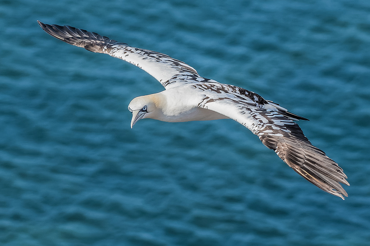 2018-05-27 21 Northern Gannet.jpg
