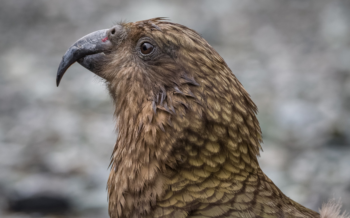 2018-12-30 43 Kea.jpg