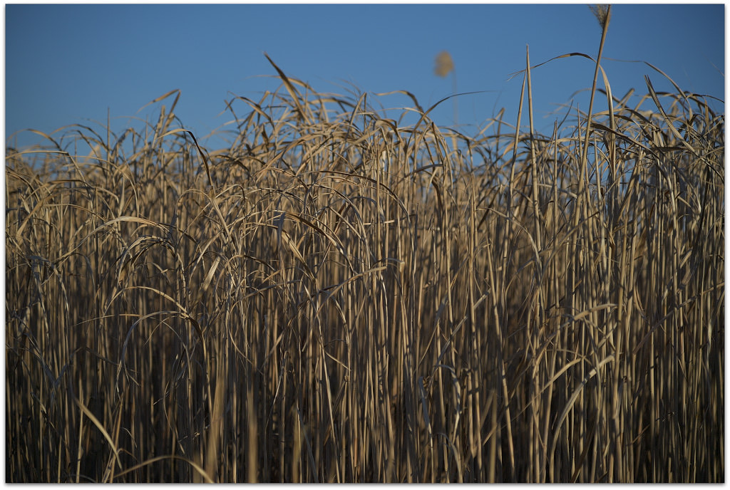 20180213 Feld 078
D5 + 24-120/4,0
