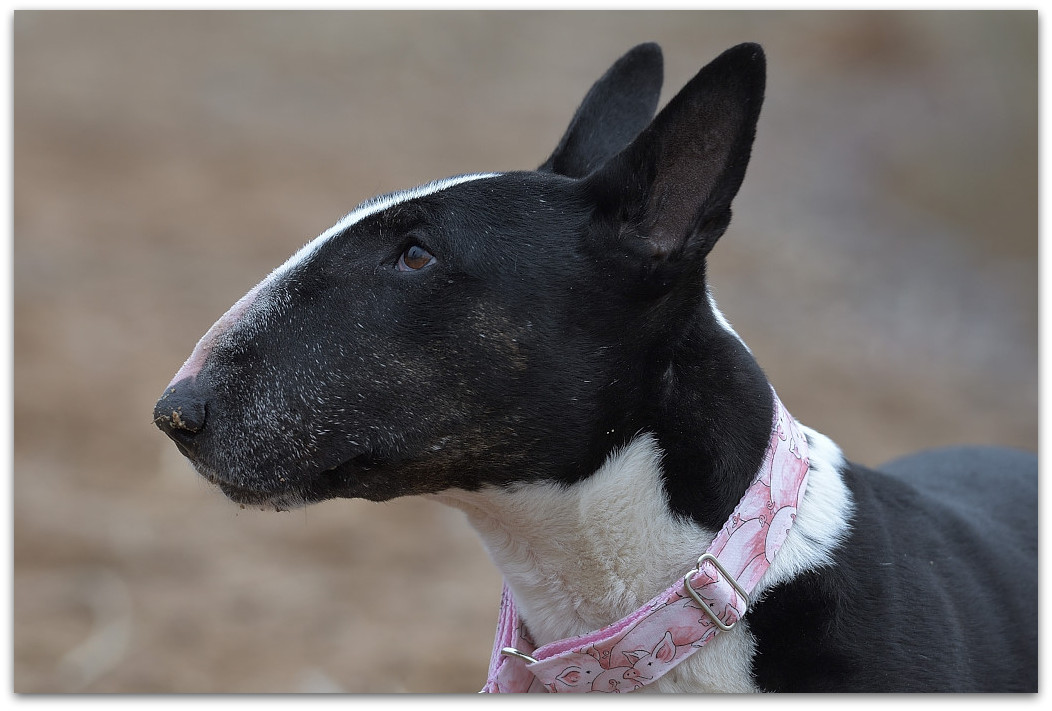 20180217 Bullis 326 A
D5 + 70-200/2,8 II