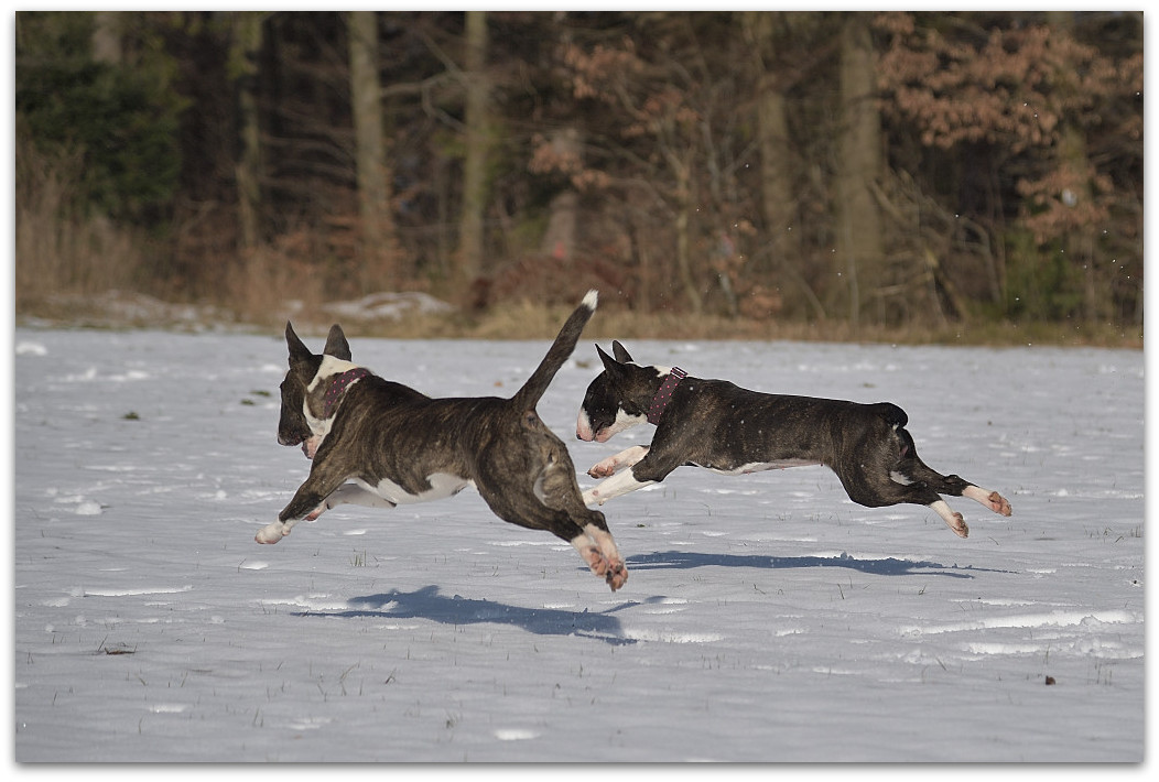 20180218 Wald 0897
D5 + 24-120/4,0