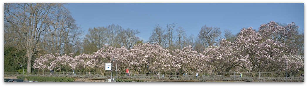 20180408 Magnol 001
D800 + 24-120/4,0