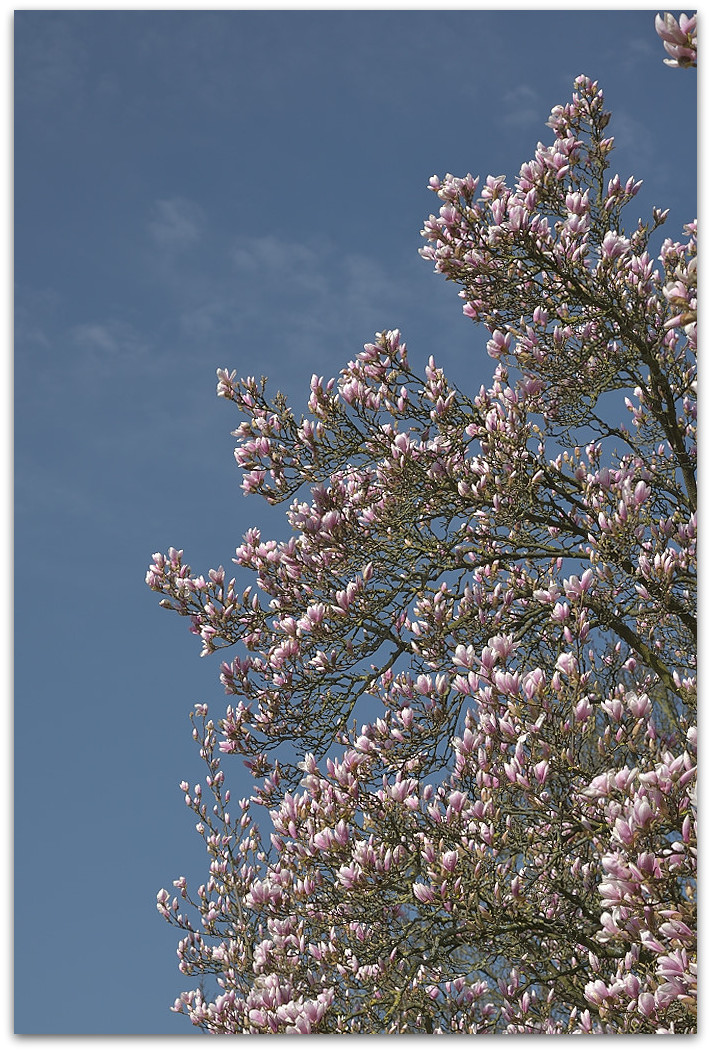 20180408 Magnol 003
D800 + 24-120/4,0