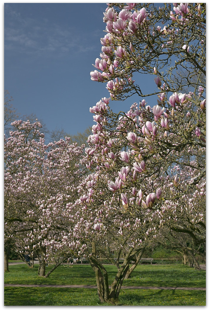 20180408 Magnol 005
D800 + 24-120/4,0