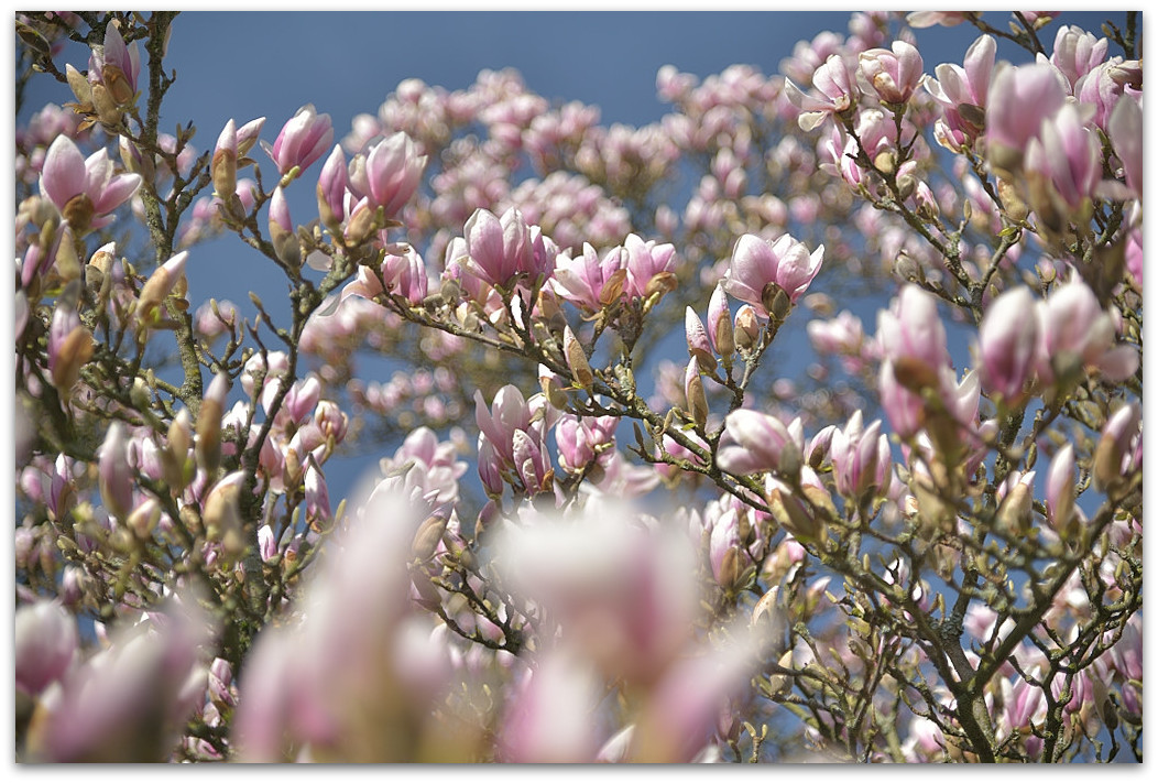 20180408 Magnol 007
D800 + 24-120/4,0