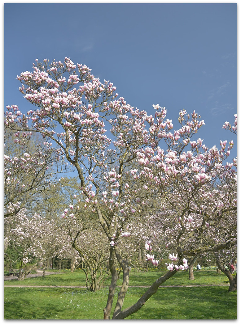 20180408 Magnol 011
D800 + 24-120/4,0
