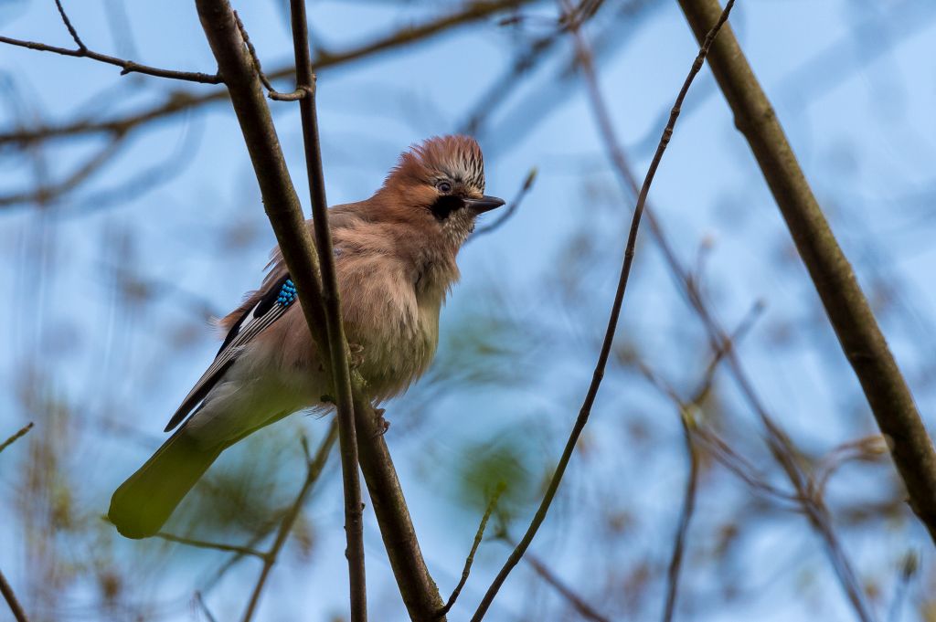 20180411 DSC 3629