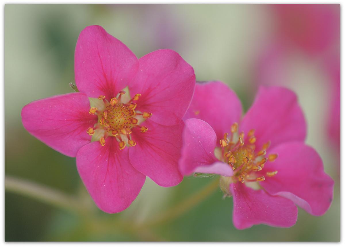 20180428 Erdbeer 03
D700 + AF 80-200/4,5-5,6 D + Marumi Achromat +3
