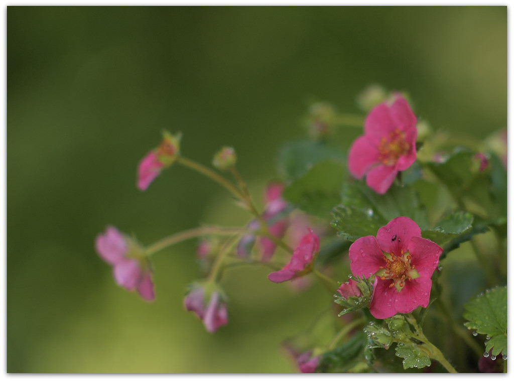 20180429 Erdbeer 16
D700 + Ai-S 105/2,5