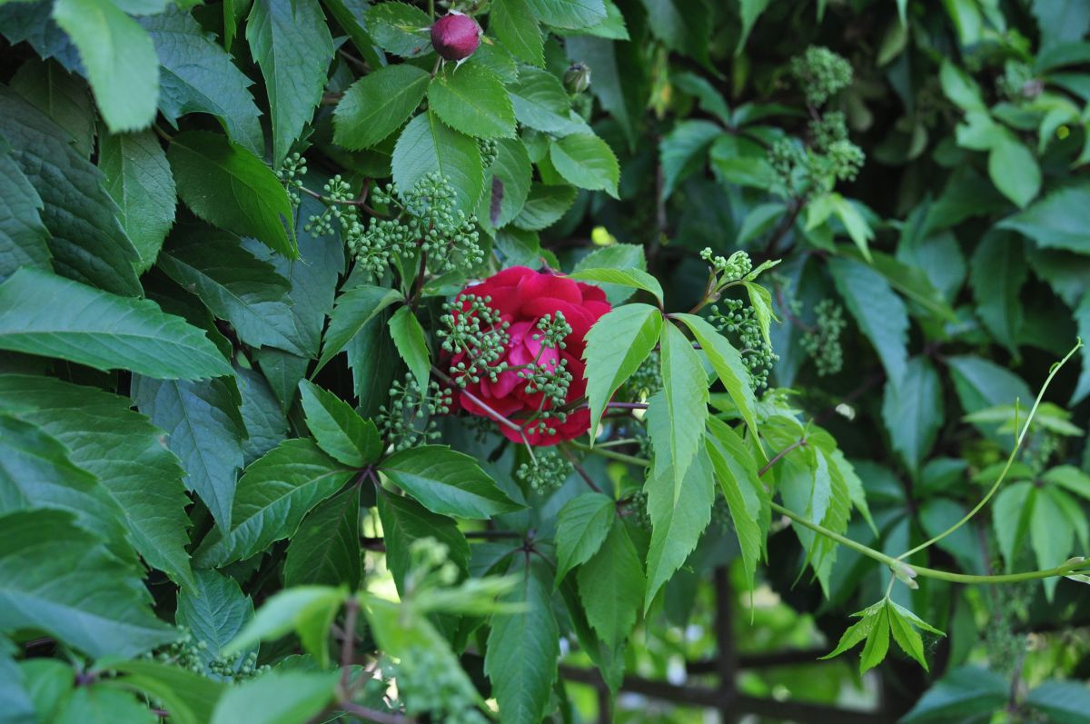 20180521 04 Rose