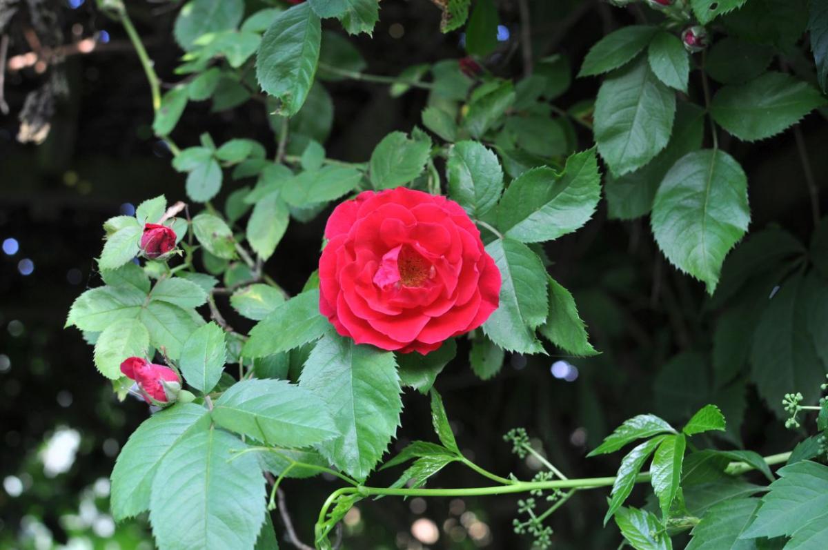 20180525 03 Rose