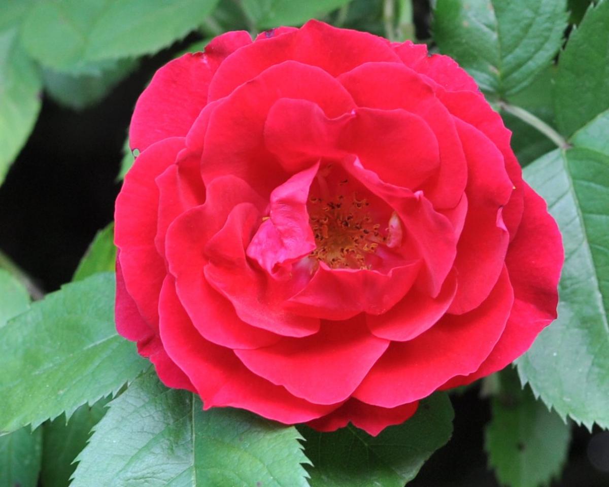 20180525 04 Rose