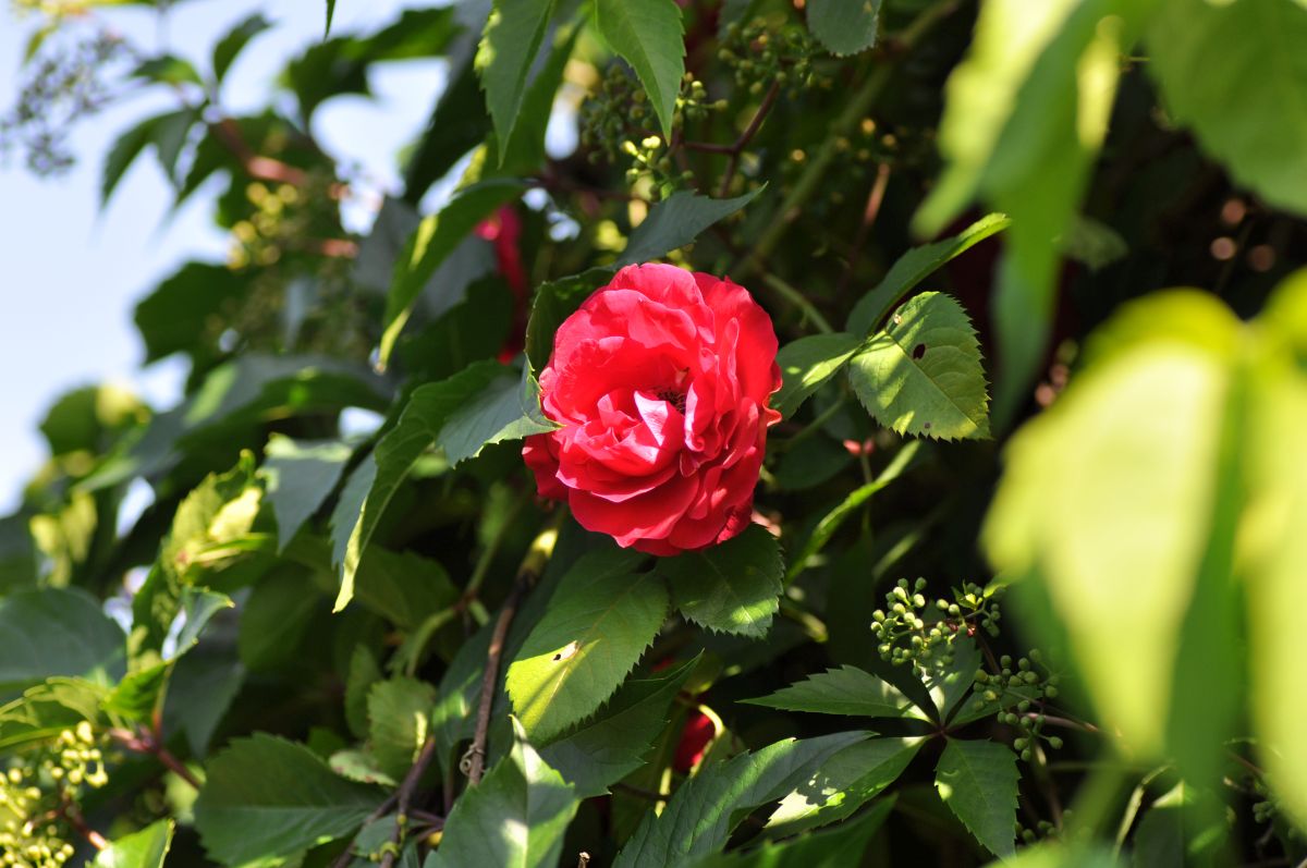 20180606 06 Rose
