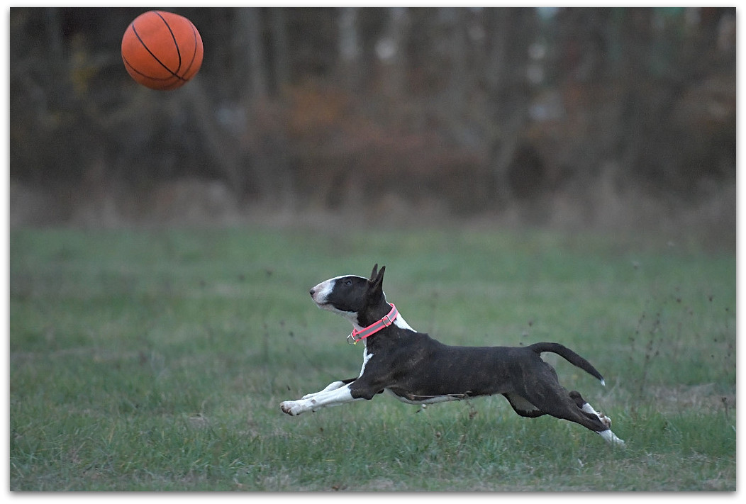 20181112 Rosi 187
D5 + AF-S 70-200/2,8  ISO 12.800