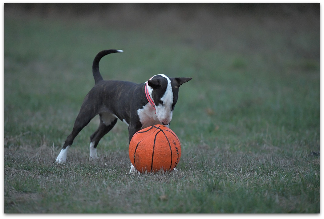 20181112 Rosi 300
D5 + AF-S 70-200/2,8  ISO 12.800