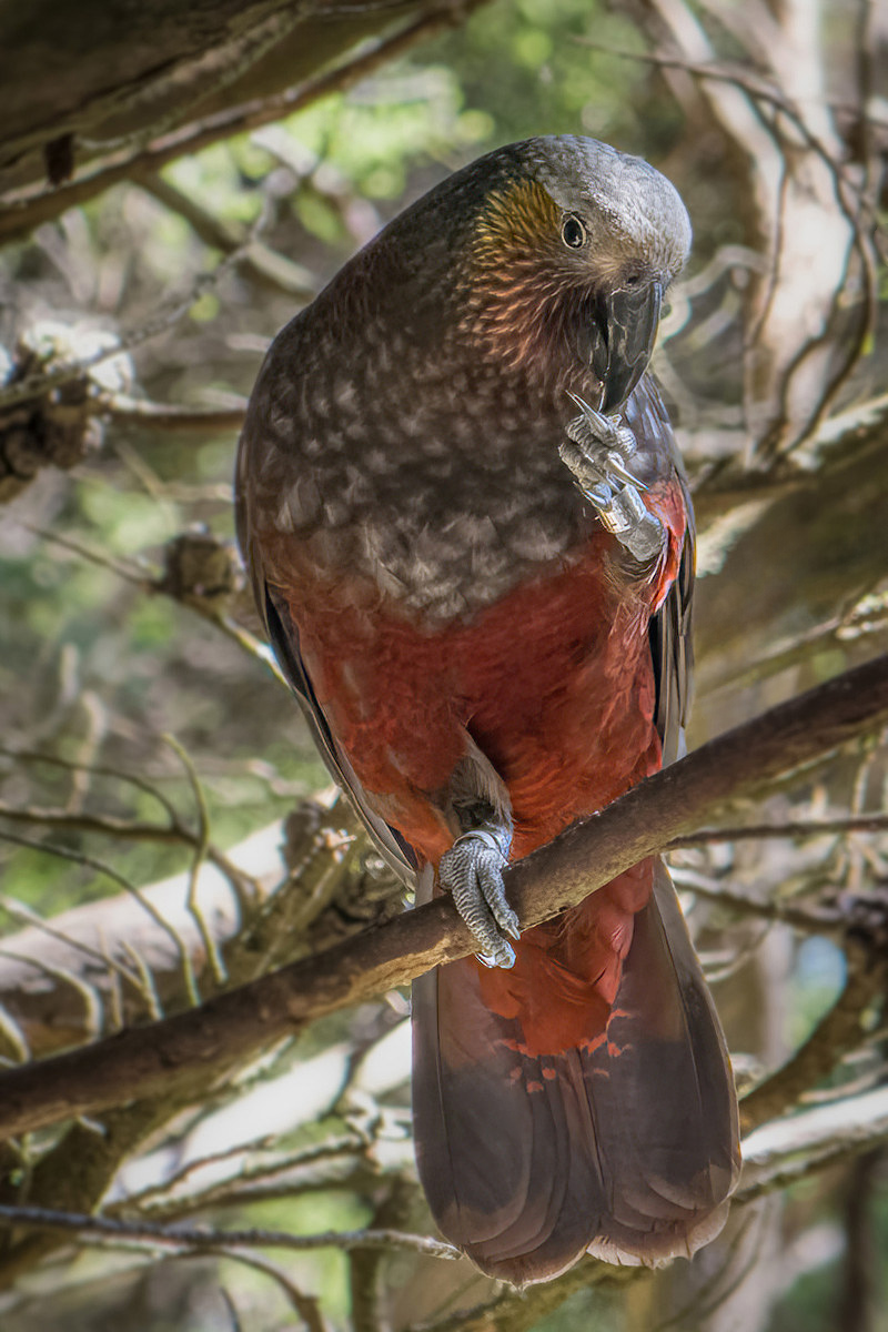 2019-01-01 26 Kaka.jpg