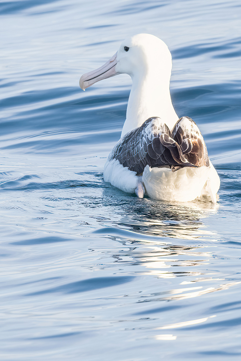 2019-01-04 03 Southern Royal Albatross.jpg