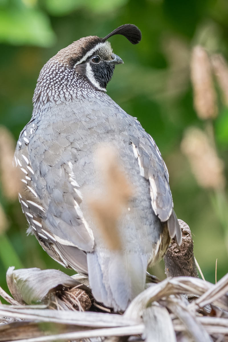 2019-01-18 05 California Quail.jpg
