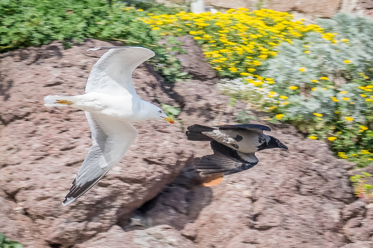 2019-04-15 22 Yellow-legged Gull Chasing Hooded Crow.jpg