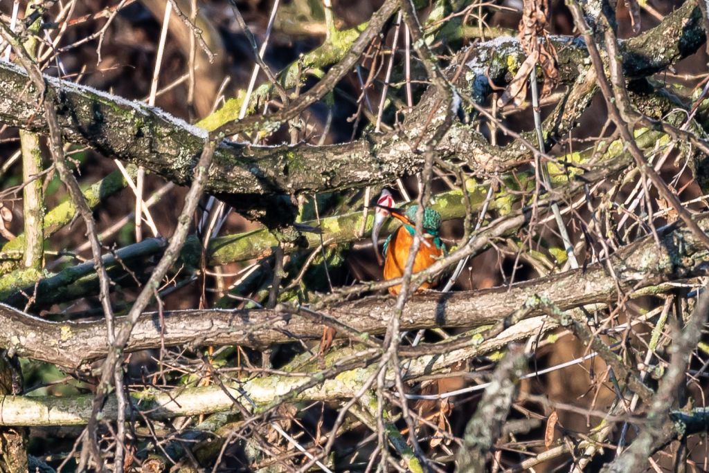 20190120 DSC 6872
