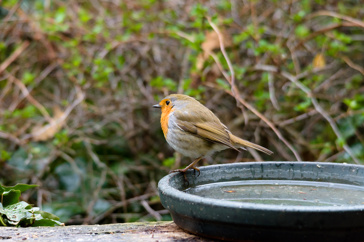 20190413-_D726505.jpg