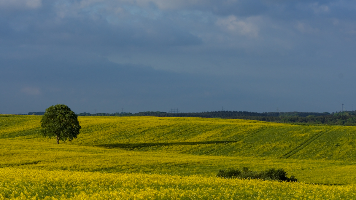 20190525_72D7162_1200.jpg