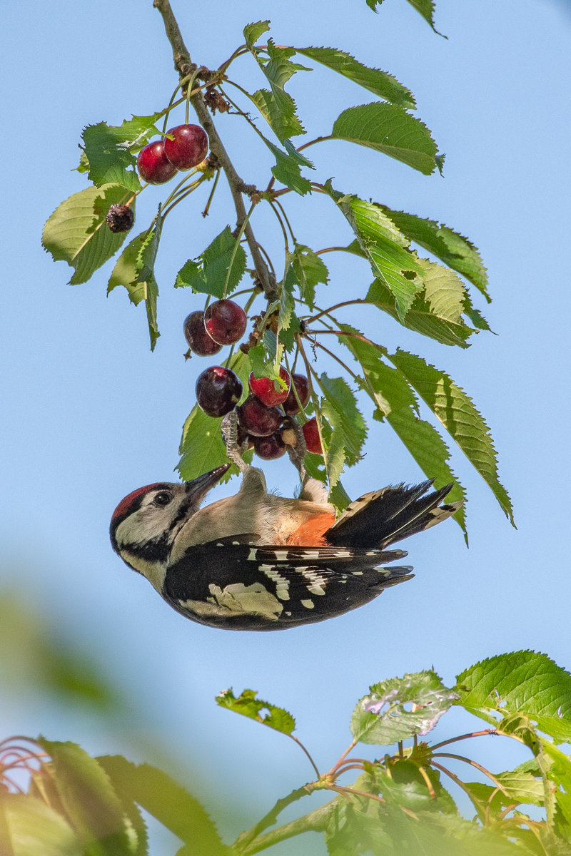 20190609-D50_1617.jpg