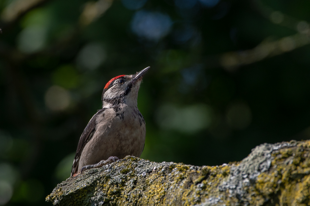 20190609-D50_1665.jpg