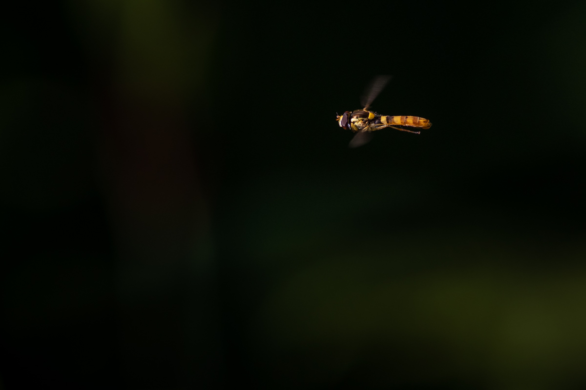 20190623-D50_1980.jpg