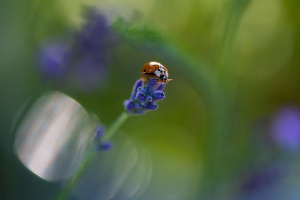 20190623-D50_2008.jpg