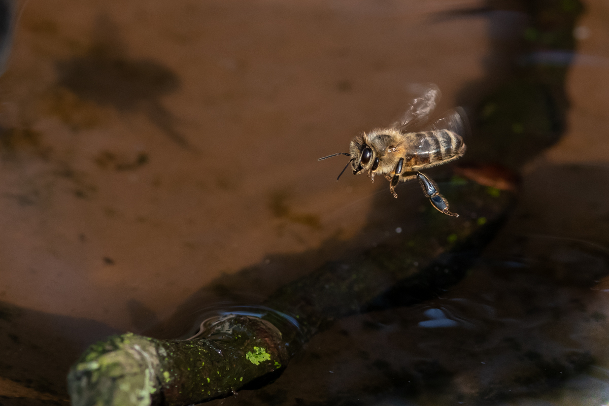 20190626-D50_2098.jpg
