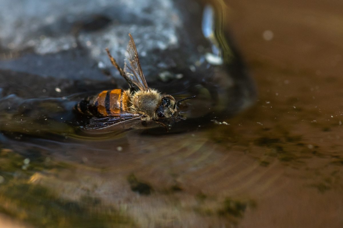 20190627-D50_2184.jpg