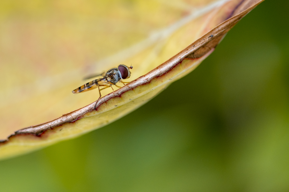20190713-D50_2642.jpg