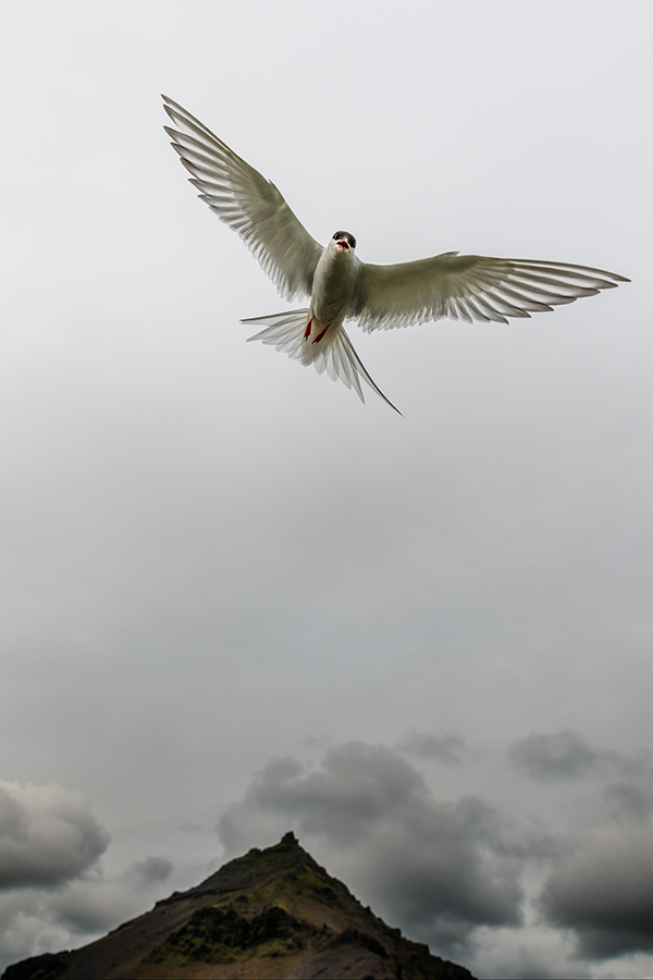20190716_D850_2379hv1NF.jpg