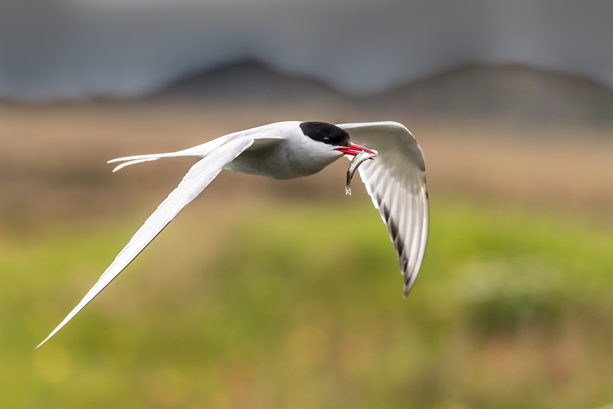 20190716_ND5_4855NF.jpg