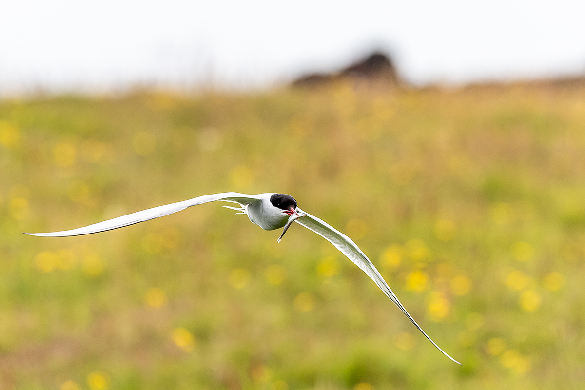 20190716_ND5_4857NF.jpg