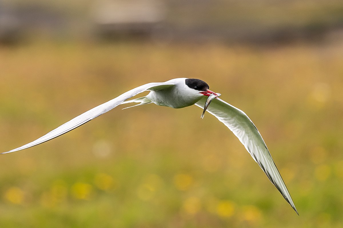 20190716_ND5_4858NF.jpg