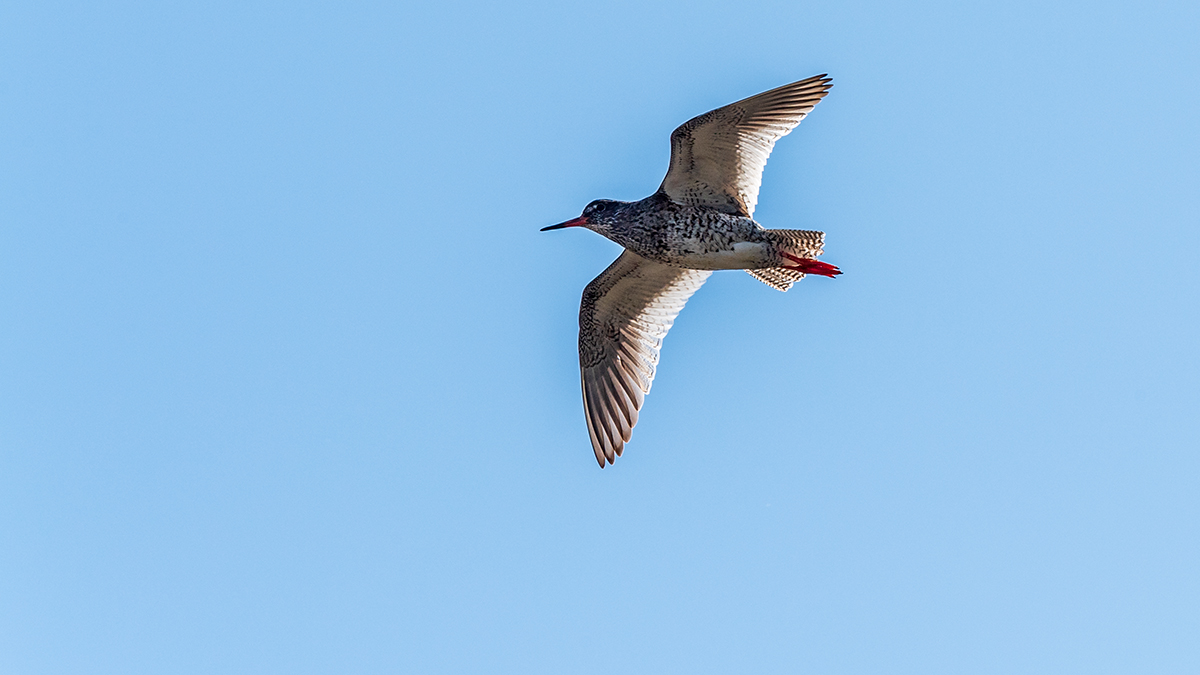20190718_ND5_4129wNF.jpg