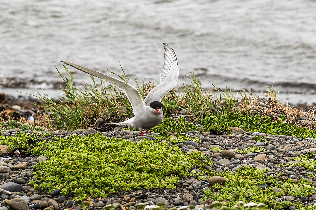 20190720_D850_1796vNF.jpg