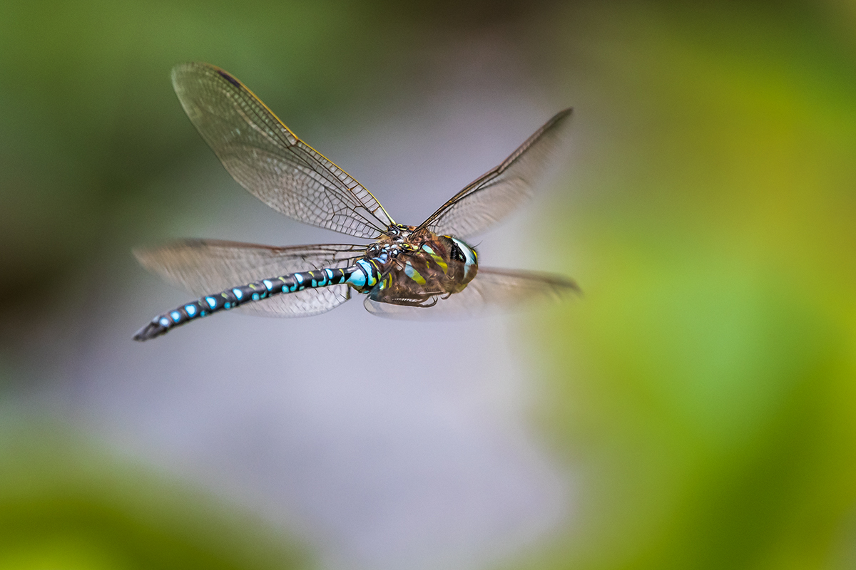 20190823_D500_1427NF.jpg