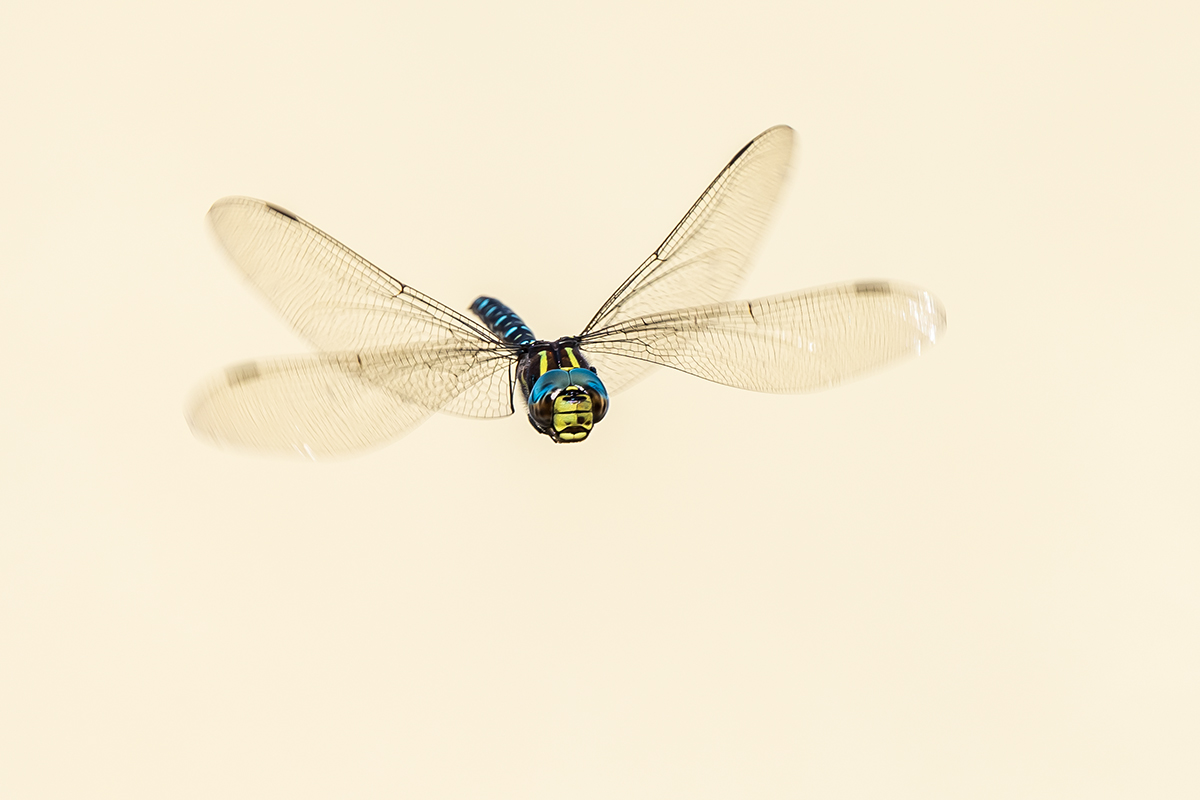 20190917_D500_1304NF.jpg