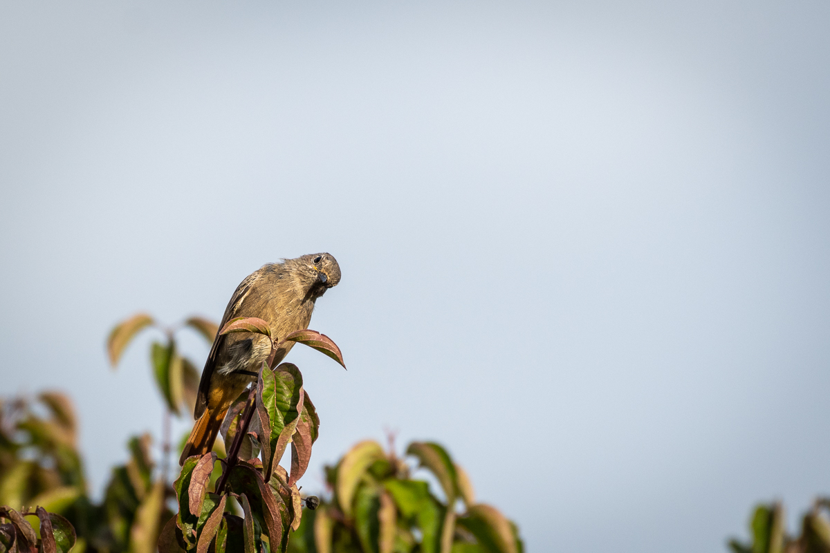 20190924-D50_4445.jpg