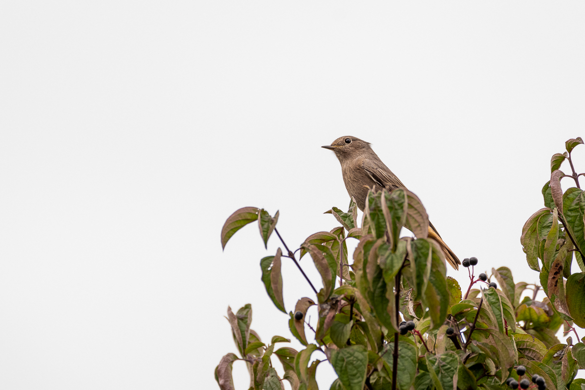 20190924-D50_4538.jpg