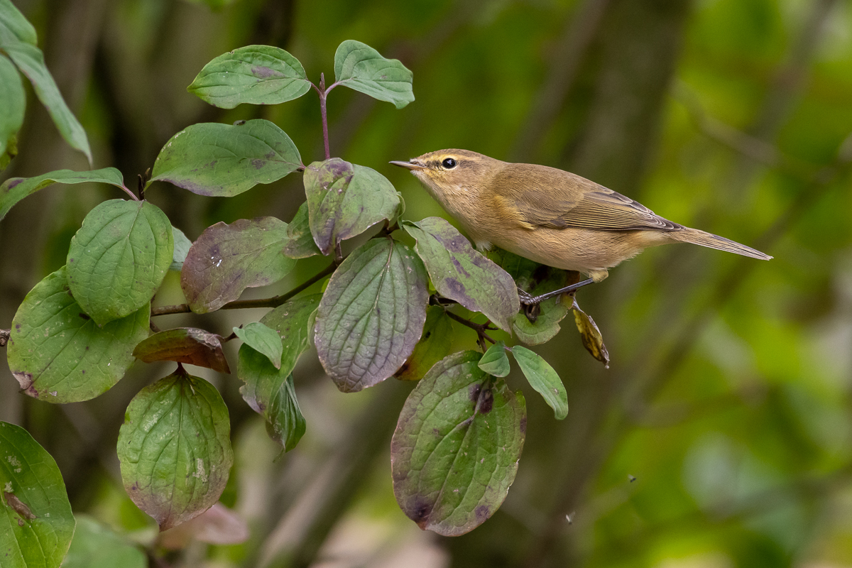 20190924-D50_4547.jpg