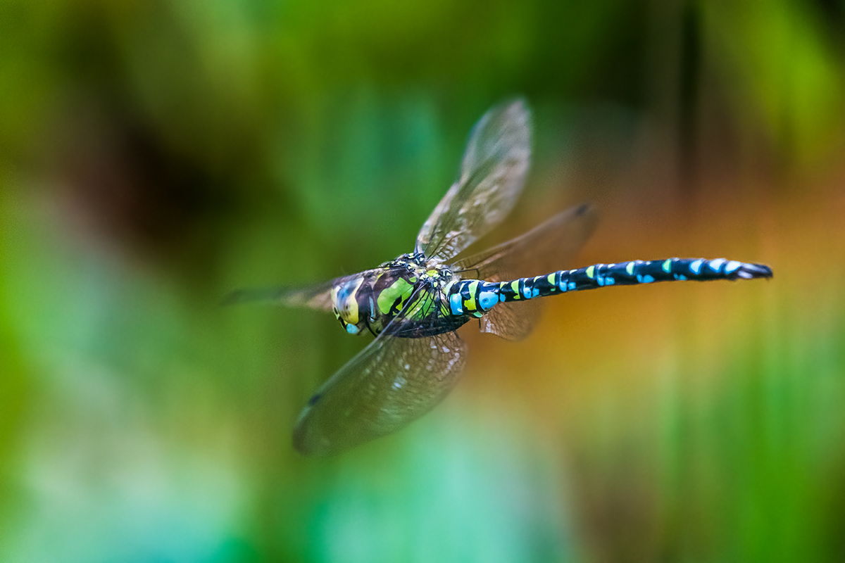 20191002_D500_0040NF.jpg