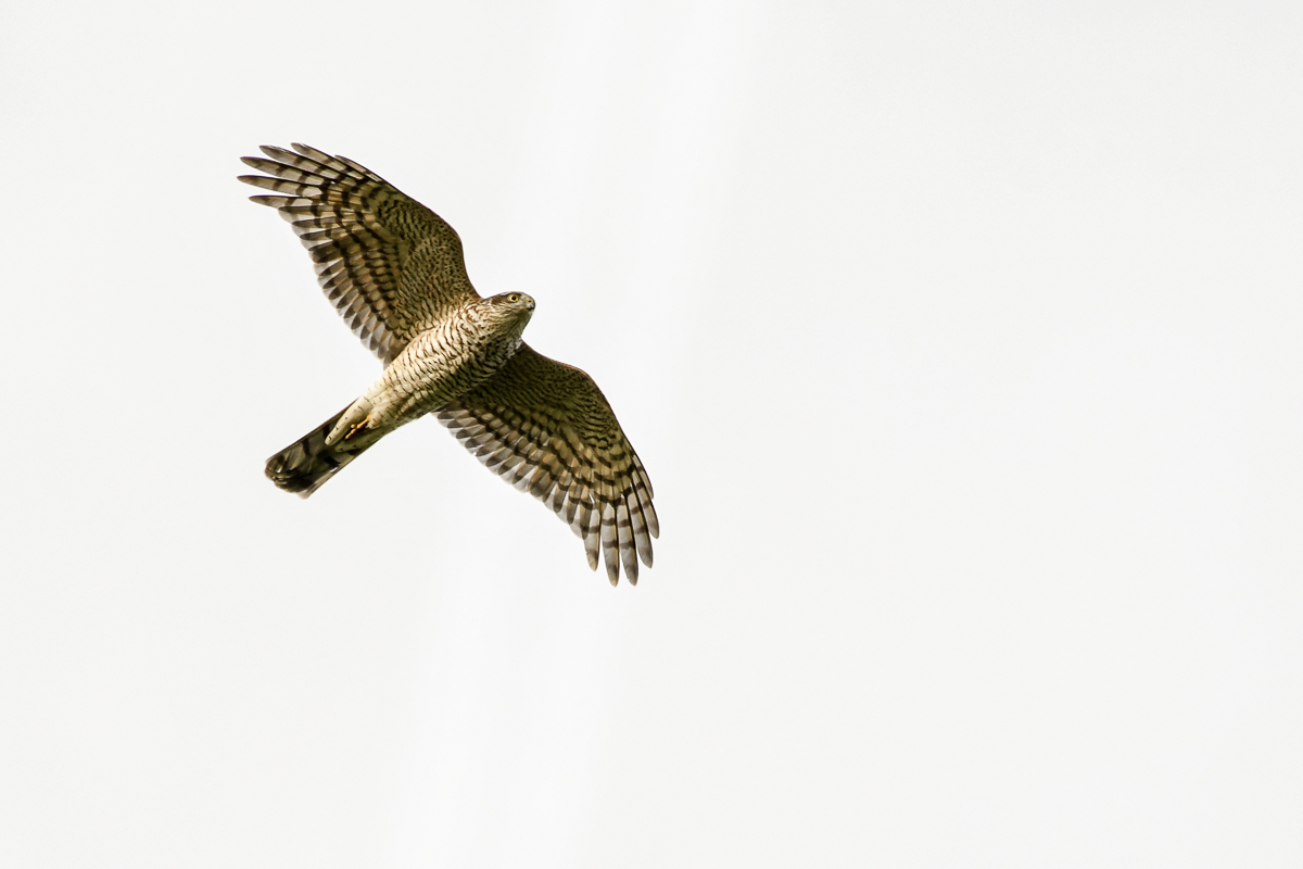 20191123-DSC_0051.jpg