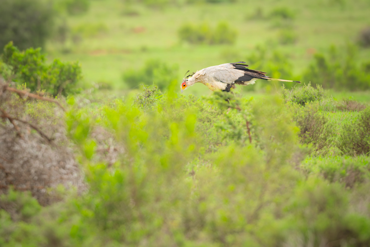 2020-01-26 10 Secretary Bird.jpg