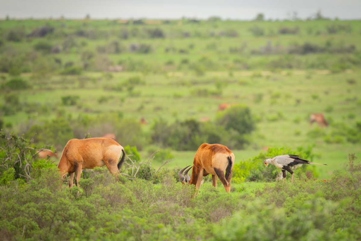 2020-01-26 11 Bushbucks and Secretary Bird.jpg