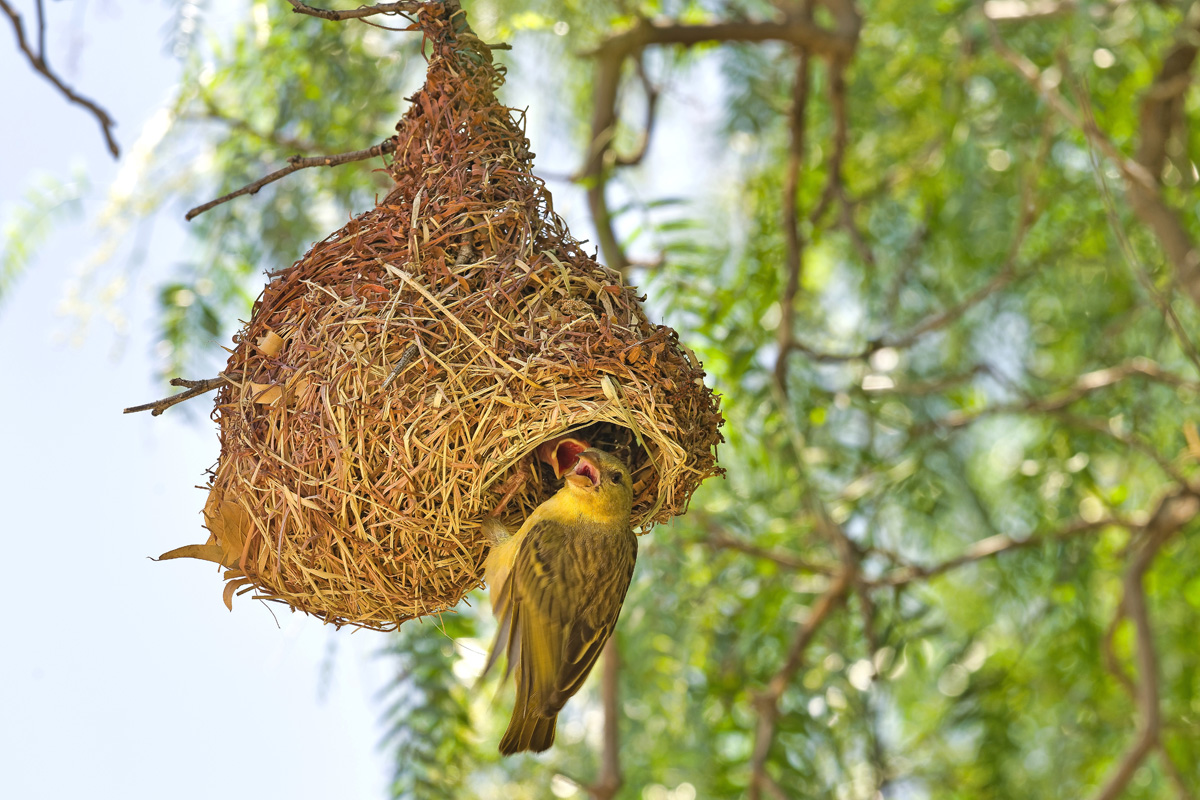 2020-01-28 11 Cape Weaver Feeding.jpg