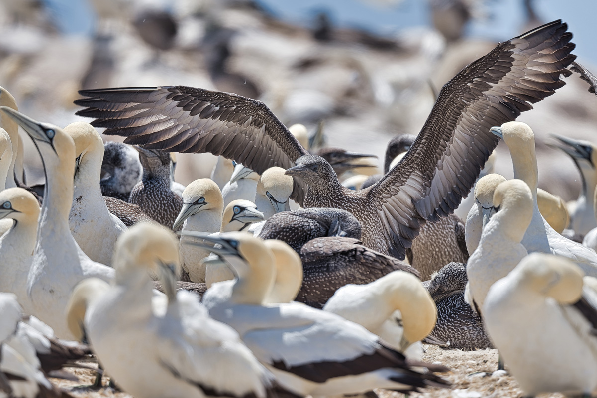 2020-02-15 21 Young Cape Gannet.jpg